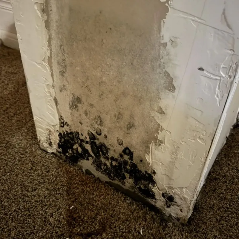 Professional Mold Removal in Aubrey, TX